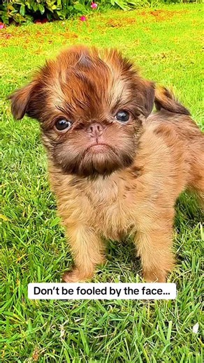Cute Brussels Griffon moments full of mischief