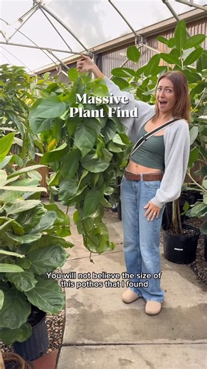 Mariah Harman | Houseplant Tips on Instagram: "Omggg .. was it worth it? 🙈🙈 I’m scared Stay tuned for styling this MASSIVE FREAKING THING !! I have a good plan for it… Comment DETAILS if you want the direct 🔗 for the pest treatment I’m using Or just head over the @theplantbar.co & use code MARIAHGROWS’ to save $$"