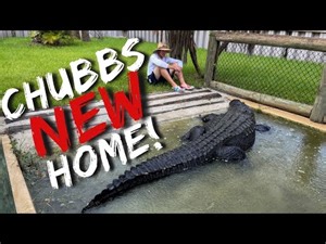 Moving a 13 Foot ALLIGATOR! | Primitive Predators