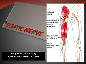 * SCIATIC NERVE - SlideServe