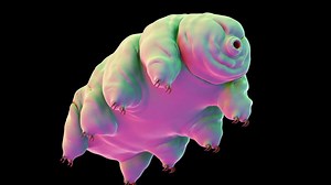 How tardigrades survive extreme conditions