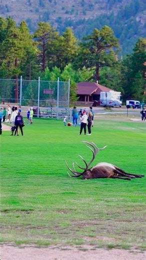Bull Elk Encounter on the Sidewalk 🦌👀