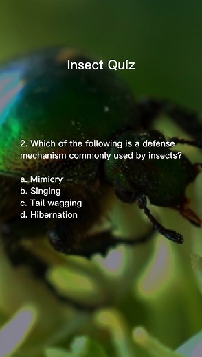 13K views · 401 reactions | Insect Quiz #quiz #entomology #science #education #insects | Nick's Questions | Facebook