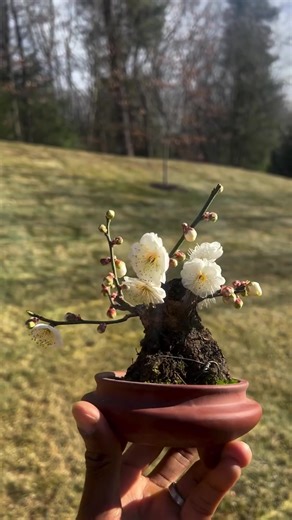 #bonsai #bonsaiwithjosh | bonsai