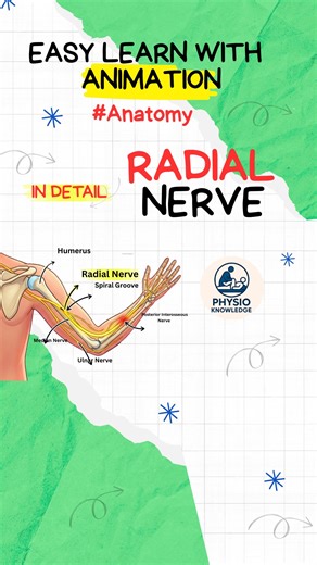 PHYSIO KNOWLEDGE1 | 📍 Origin: Posterior cord of brachial plexus (C5–T1 ventral rami) 💪 Motor Innervation: Arm: Triceps, Anconeus, Brachioradialis Forearm:... | Instagram