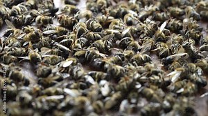 Many dead bees in the hive, close up. Colony collapse disorder. Starvation, pesticide exposure, pests and disease