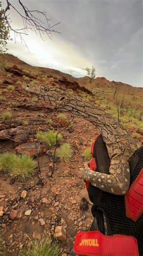 Mick Fullerton Wildlife on Instagram: "Releasing a beautiful Perentie (Varanus giganteus) out here in the Pilbara region of Western Australia. 🦎 Australia’s biggest goanna - built for life in the harsh outback and one of the most impressive reptiles you can encounter in the wild. Always humbling to rescue and help out these majestic goannas. 🪃🇦🇺 *Relocated under permit as a Fauna Spotter on Project* #reptiles #reels #australia #perentie #fsc #fieldwork #outback #pilbara"