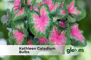 Kathleen Caladium Bulbs: Pink & Green Elephant Ears, Shade Gardens (6 Bulbs) - Etsy