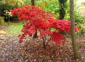 ARCE JAPONES: características, semillas, cuidados, variedades, y más