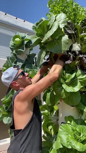 Growing Gigantic Vegetables at Home: Incredible Gardening Tips