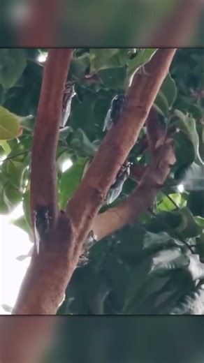 Unbelievable Insect Behavior – Cicadas in Action!