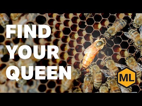 Find Your Queen Bee Fast – Tips for Beginner Beekeepers
