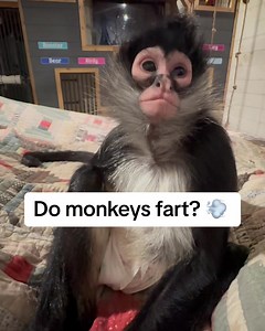 387K views · 14K reactions | Do monkeys fart?? Bella… let her rip and its so funny 藍 (pictured is Birdy but Bella is in my lap and that was a real monkey fart, not kevin’s sound effects) | Our Life Adventures | Facebook