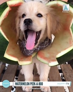 SURPRISE!! ❤️🐶 via @chloehachiko | Happy TV