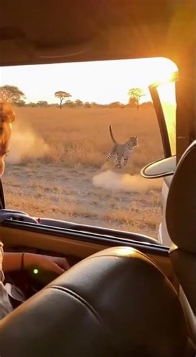 Leopard vs Springbok | 3-Meter Chase Turns INSANE Inside Safari Vehicle 🐆🔥