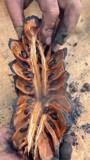 More than you ever needed to know about pine cones. Pine nuts are sought after by human and animals alike. The pine cone starts closed, and the nuts have not formed yet. As the the pine cone prepares to open, the nuts are then developed. But not long after opening, they are usually already gone. Animals and critters like birds and squirrels are to very efficient at getting all the pine nuts. Heating a pine cone that is close to opening is a great way to get the nuts before another critter does. 