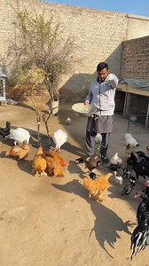 #poultry #minizoo #chshsnivlogs #viralreel #trending #chicks | Ch Shani Vlogs