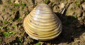 Clams' Unique Reproduction Method
