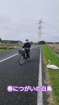シュールな景色『日本🗾柏ふるさと公園～手賀沼と白鳥』「コブハクチョウ」「手賀沼をサイクリング」見聞録（令和８年4月5日）