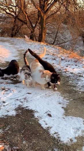Romania on Instagram: "Walking somewhere together? The village path is frozen stiff, patched with snow like a badly repaired memory, and the cats move down it in formation. Black and white, orange and white, one marbled with white, orange, and grey like a knitted sweater gone rogue. Their tails braid and unbraid as they walk, brushing, correcting course, one rubbing against the other the way people do when words feel unnecessary. They’re keeping pace, conspiratorial, probably going for warmth… o