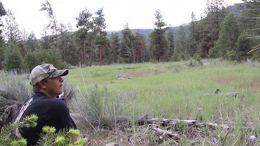 Mountain lion scream sounds insane.