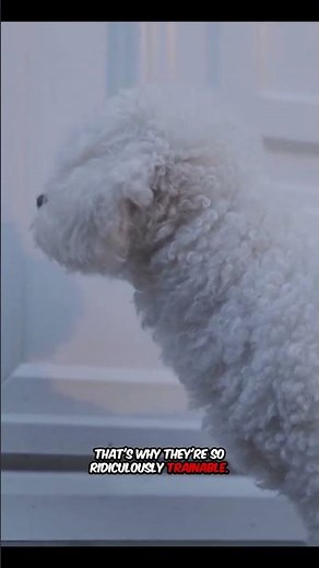 Bichon Frises Circus History
