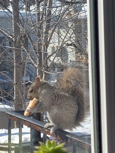 Squirrel eating bread #animals #wildlife #shorts