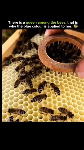 SCIENCE - EXPLAINED on Instagram: "Flatworms don’t just heal wounds — they rebuild themselves. Cut one into pieces, and each fragment knows exactly what to become. Head, tail, organs, nervous system — all regenerated from a tiny part of the original body. This isn’t magic. It’s biology operating at its absolute peak. 🔬 What makes flatworms extraordinary: They contain powerful stem cells (neoblasts) that can become any cell type Each fragment carries a biological map of the entire body Cells com