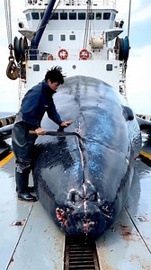 4400 LBS Giant Whale 😱 Japanese Boy Cutting on Fishing Ship | Island village
