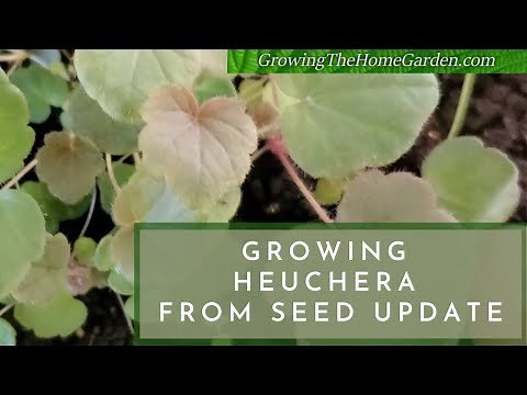 Heuchera Seedling Update - Growing Heucheras from Seed - Growing Perennial Plants from Seeds