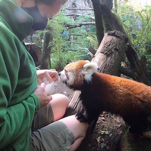 802K views · 37K reactions | Pabu had a snack attack. | Oregon Zoo | Facebook