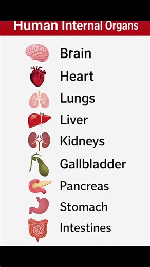 Human Internal Organs: Names and Functions Explained