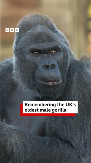 He was one of the oldest silverbacks in the UK 🦍 Jock the 42-year-old silverback western lowland gorilla at Bristol Zoo Project has died days after he was moved to a new home. | BBC Bristol