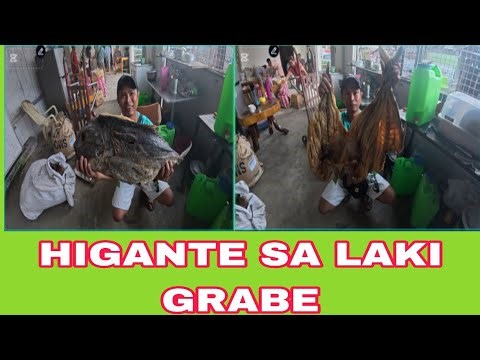 HIGANTE SA LAKI GRABE