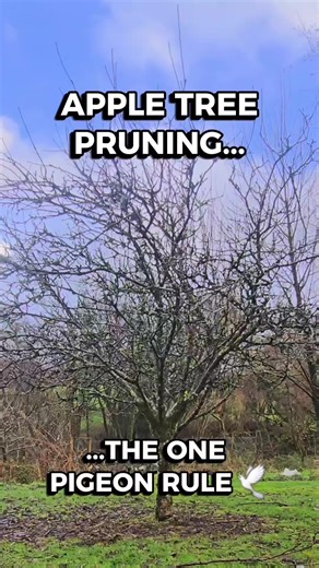 Pruning Apple and Pear Trees for a Healthy Winter Garden