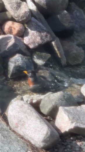 Many robins have been enjoying the waterfall for their spring bath. Bet it feels refreshing