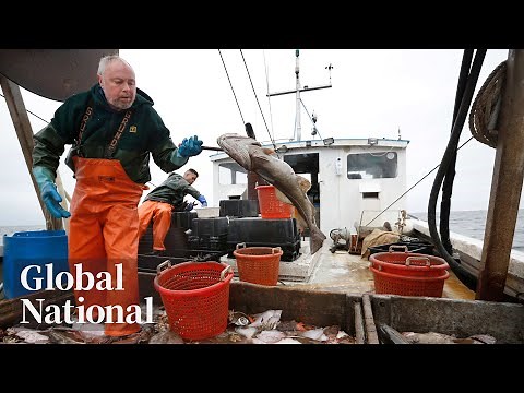 Global National: June 26, 2024 | Newfoundland and Labrador cod moratorium ends after 32 years