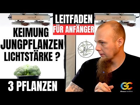 Cannabis Anbau Anfänger Leitfaden für 3 Pflanzen , Samen bis zur Blütephase Licht einstellen Düngen