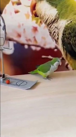 Smart PARAKEET BIRD CIRCUS Show #smartbird