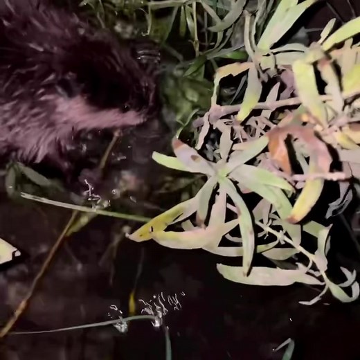 Beaver or nutria? Wait for it… Both are semiaquatic rodents with ferocious front teeth, but only one is native to Texas 🤠 📷 Instagram @dartfishdan #WildlifeWednesday | Texas Parks and Wildlife