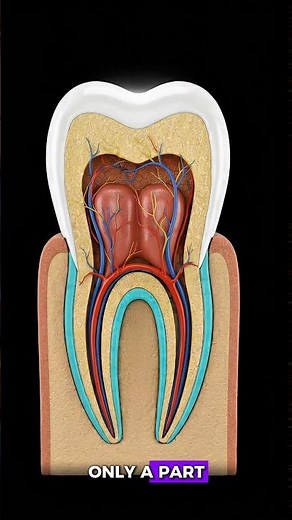 Why Do Teeth Hurt? 3D Medical Explanation