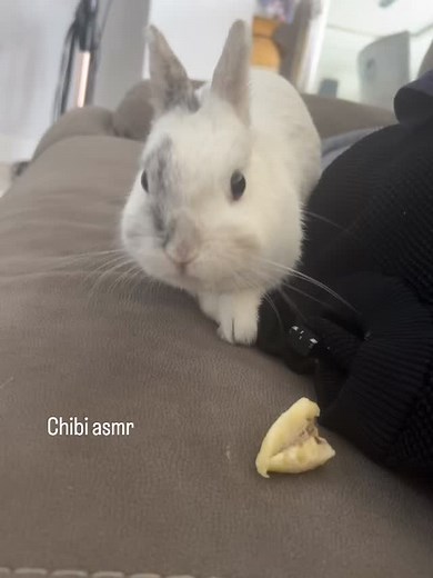 Chibi懶 on Instagram: "Chibi asmr"