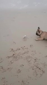 342K views · 7.7K reactions | Frenchie versus Crab.....  Frenchies are such dags... hillarious... and just the best nuggets ever!!! 酪酪酪 Thanks for video @Mark A Davies | Leo Junior Bulldog French | Facebook