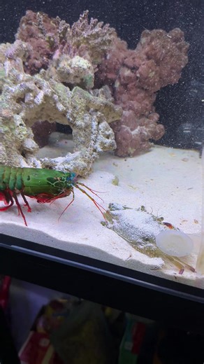 The Mantis Shrimp’s Brutal Punch Revealed! | Peacock Aquatics