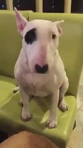 2.2K views · 306 reactions | Ziggy can kick box the snot out of me, but she can't manage to get up on a chair  | Smeagol's Soapbox | Facebook