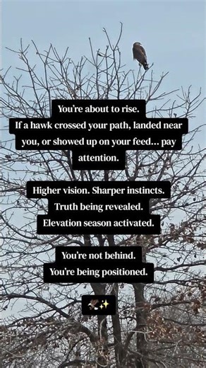 Hawk Messenger 🦅 #messagefromspirit #spiritanimals #spiritualawakening