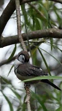 Double Barred (Owl Faced) Finch Bird Sounds | Birds Chirping Sound Effect for Sleeping and Ambience
