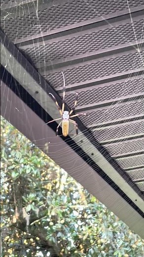 Golden Silk Spider Banana Spider Trichonephila Clavipes Oh What a Tangled Web We Weave!