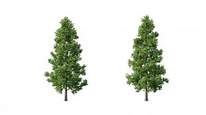 Growing Trees Isolated Alpha3d Animation Growth Stock Footage Video (100% Royalty-free) 1100481593 | Shutterstock