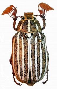 Polyphylla - Alchetron, The Free Social Encyclopedia